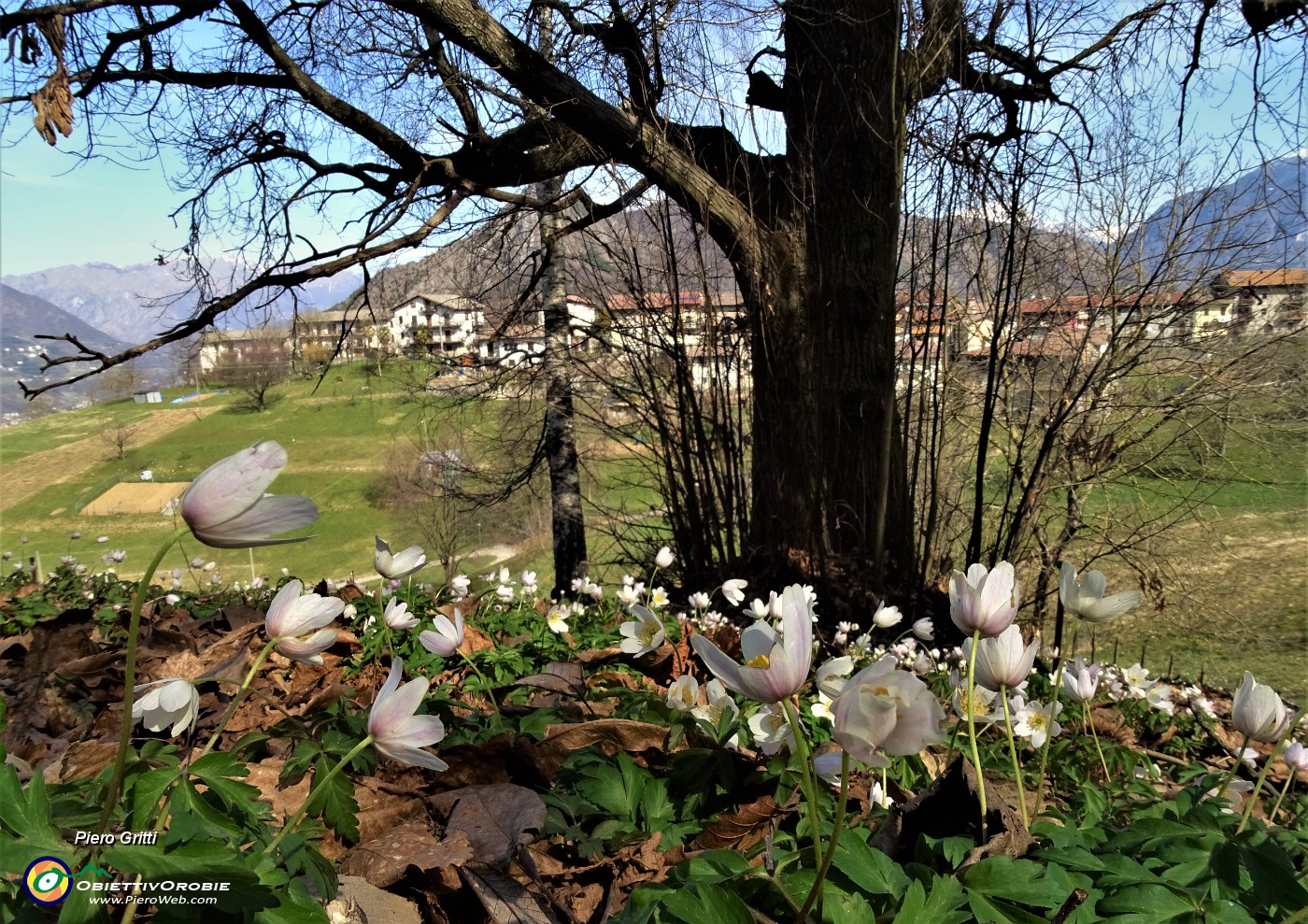 47 Distese di Anemone nemorosa (Anemoides nemorosa) sotto maestosi castagni .JPG